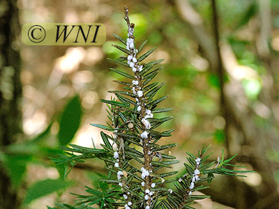 Hemlock Woolly Adelgid (Adelges tsugae)